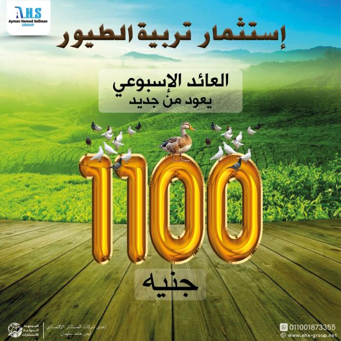 عرض استثمار الطيور