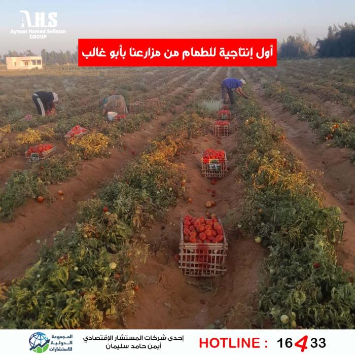 انتاج مزارعنا من الطماطم